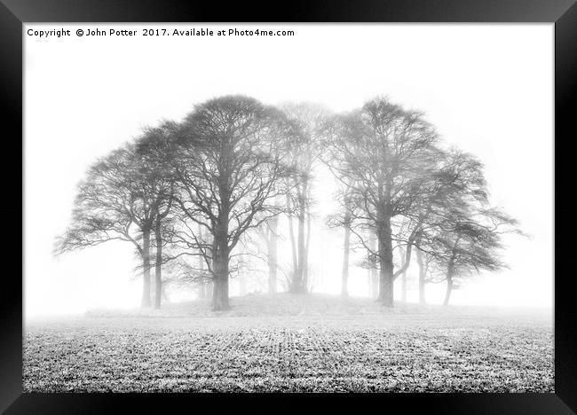 Beech Trees in Mist Framed Print by John Potter
