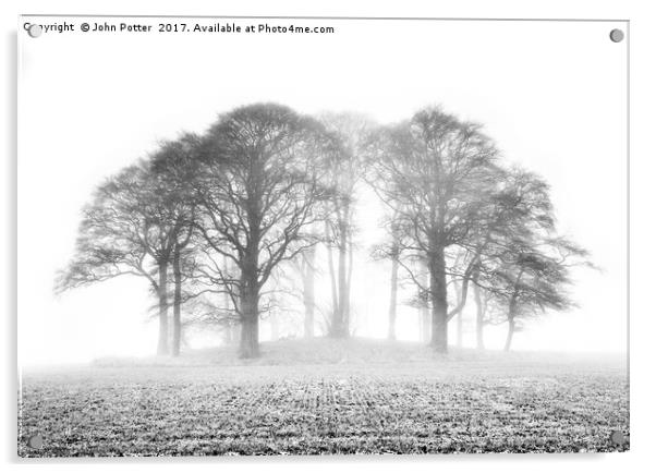 Beech Trees in Mist Acrylic by John Potter