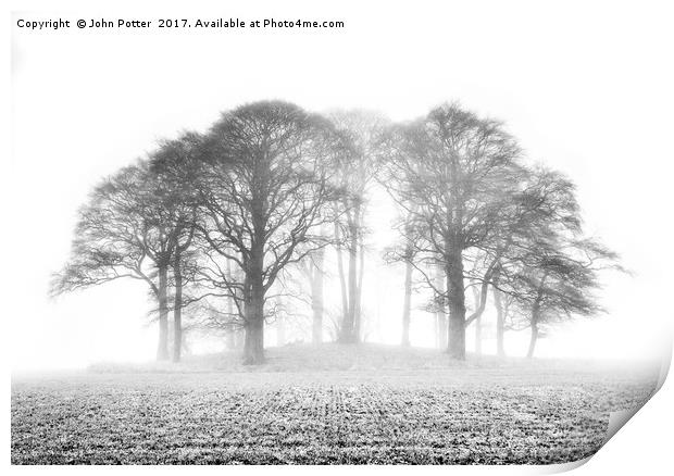 Beech Trees in Mist Print by John Potter