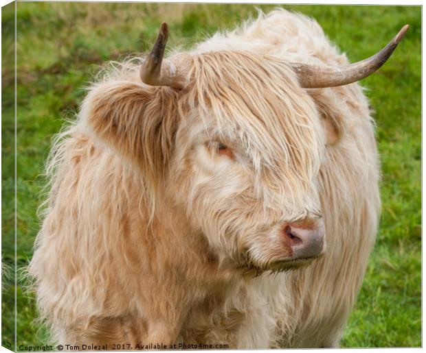Highland cow close up Canvas Print by Tom Dolezal