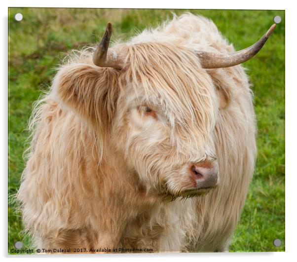 Highland cow close up Acrylic by Tom Dolezal