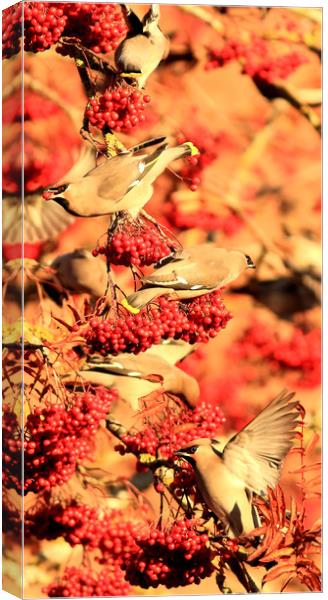 Waxwings and Berries Canvas Print by Linda Lyon