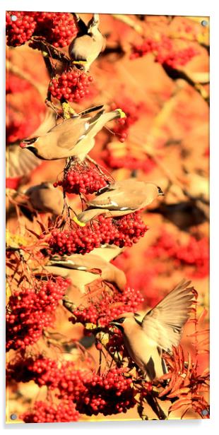Waxwings and Berries Acrylic by Linda Lyon