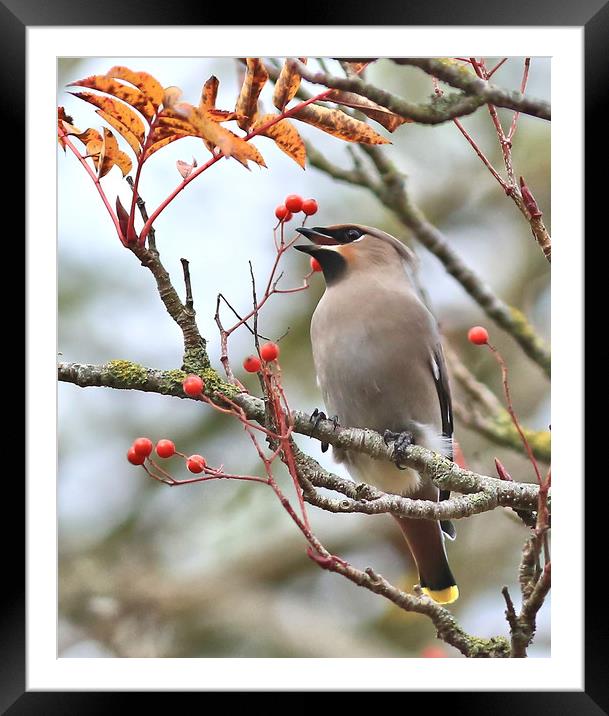 Waxwing Framed Mounted Print by Linda Lyon