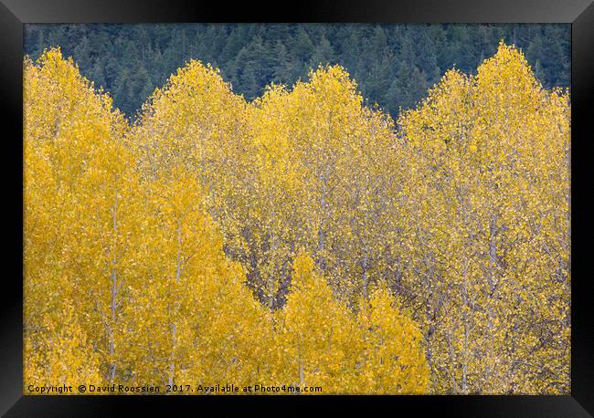 Wavy Aspen Tops, Stevens Pass, Washington, USA Framed Print by David Roossien
