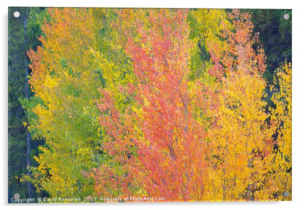 Nederland Colors, Colorado, USA Acrylic by David Roossien