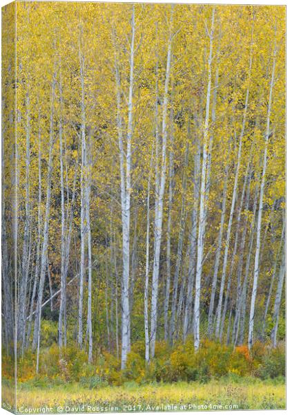 Fallen Sapling, Stevens Pass, Washington State, US Canvas Print by David Roossien