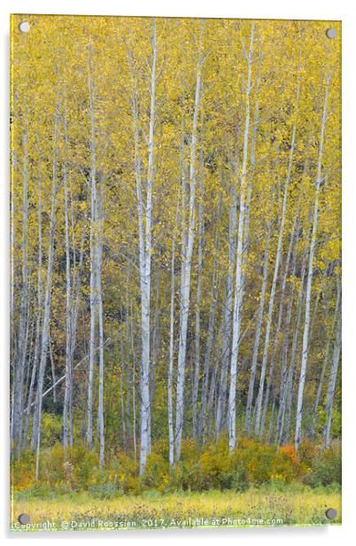 Fallen Sapling, Stevens Pass, Washington State, US Acrylic by David Roossien