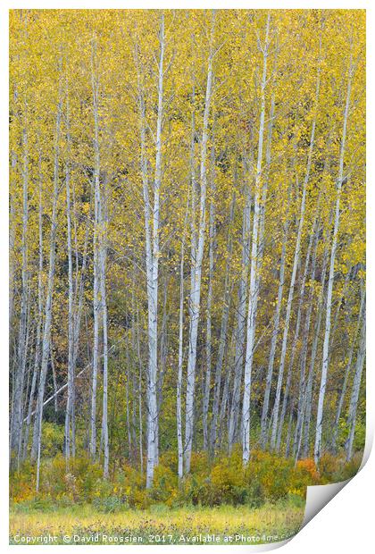Fallen Sapling, Stevens Pass, Washington State, US Print by David Roossien
