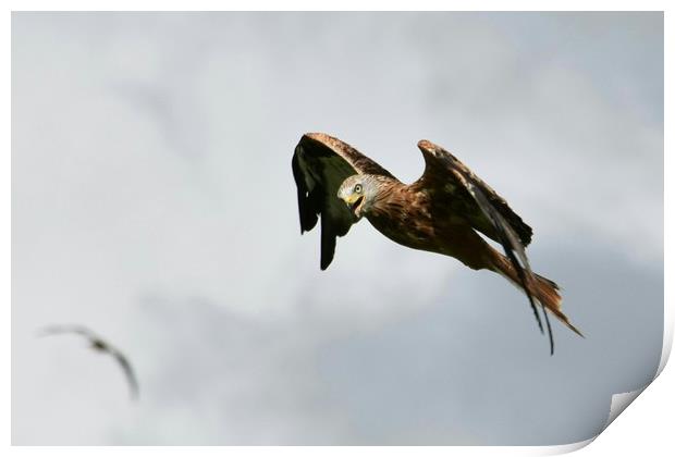 Red Kite in Wales Print by Greg Sheard