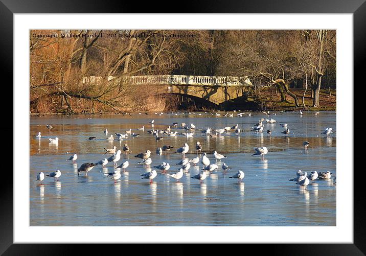 Winter in Stanley Park. Framed Mounted Print by Lilian Marshall