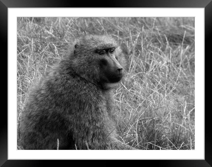 Baboon in the grass Framed Mounted Print by Greg Sheard