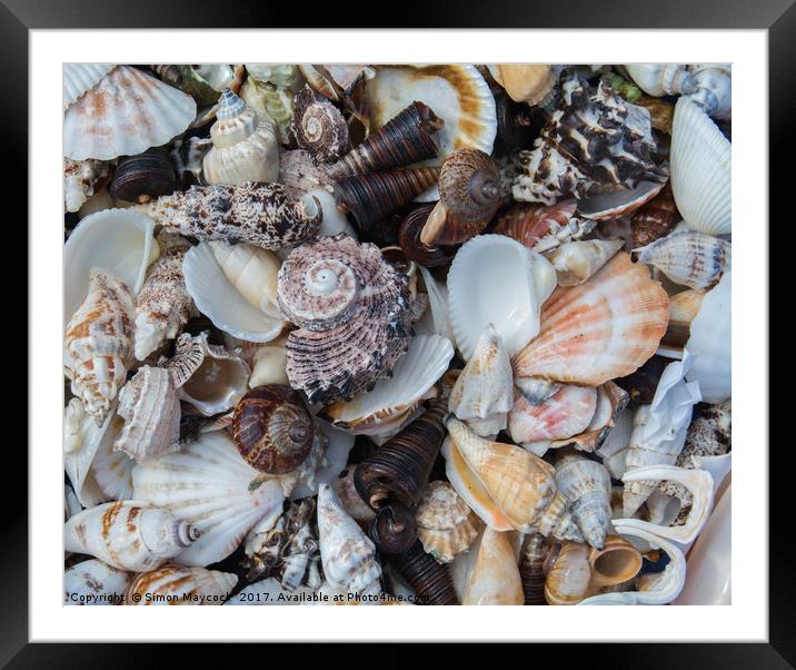 Sea Shell Collection Framed Mounted Print by Simon Maycock