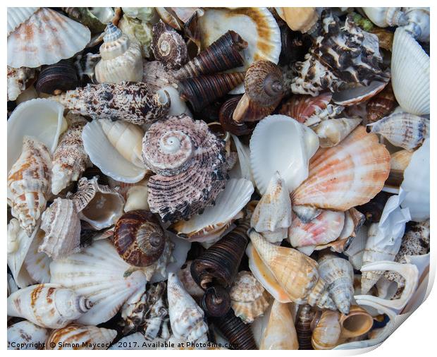 Sea Shell Collection Print by Simon Maycock