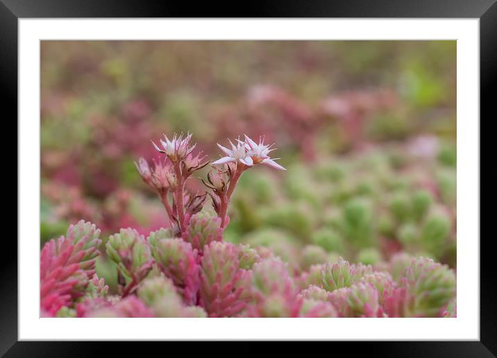 Sedum Flowers Framed Mounted Print by Dianne 