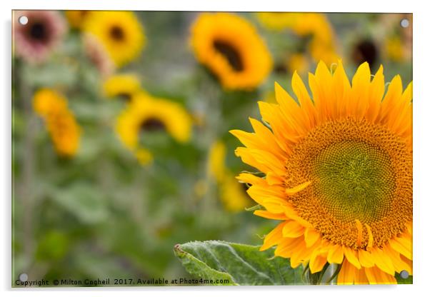 Sunflower Field I Acrylic by Milton Cogheil