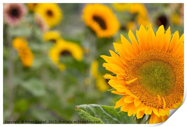 Sunflower Field I Print by Milton Cogheil