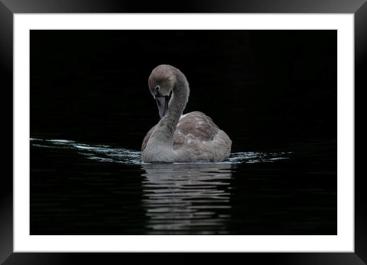 Young Cygnet Swan  Framed Mounted Print by Dianne 