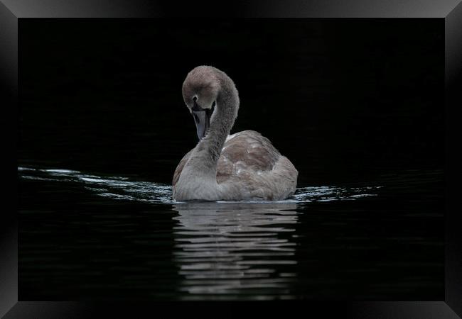 Young Cygnet Swan  Framed Print by Dianne 