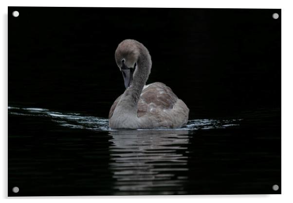 Young Cygnet Swan  Acrylic by Dianne 