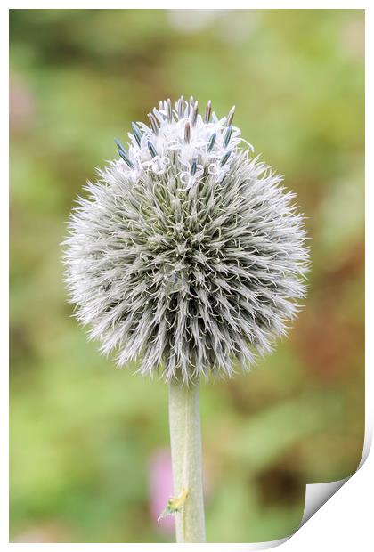 Alium Seedhead  Print by Dianne 