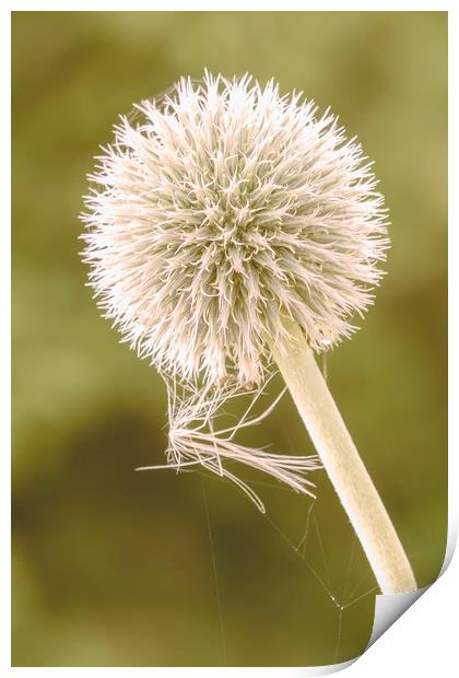 Seedhead with spider web Print by Dianne 