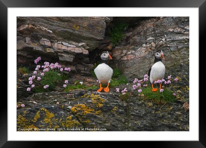Puffins Framed Mounted Print by Jamie Green