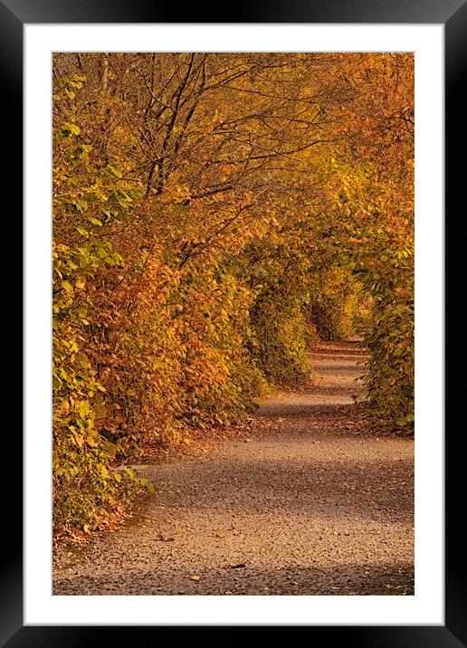 Autumnal Tunnel Framed Mounted Print by Dianne 