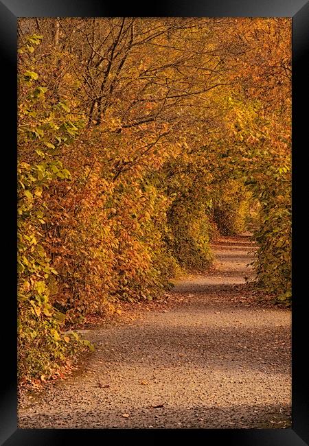 Autumnal Tunnel Framed Print by Dianne 