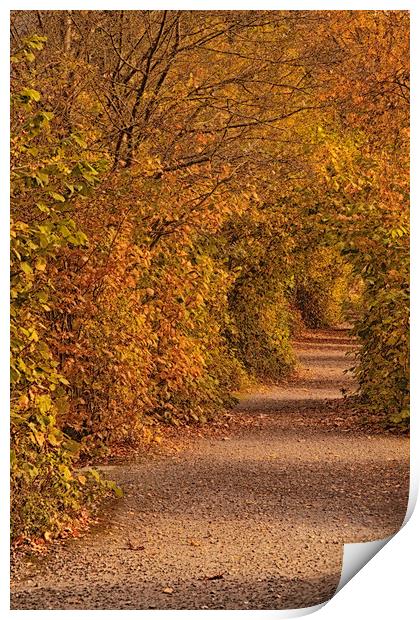Autumnal Tunnel Print by Dianne 