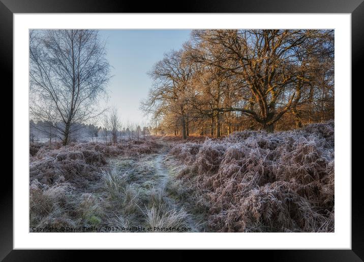 Along the Frosty Path Framed Mounted Print by David Tinsley