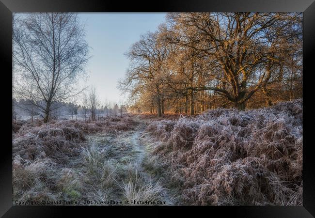 Along the Frosty Path Framed Print by David Tinsley