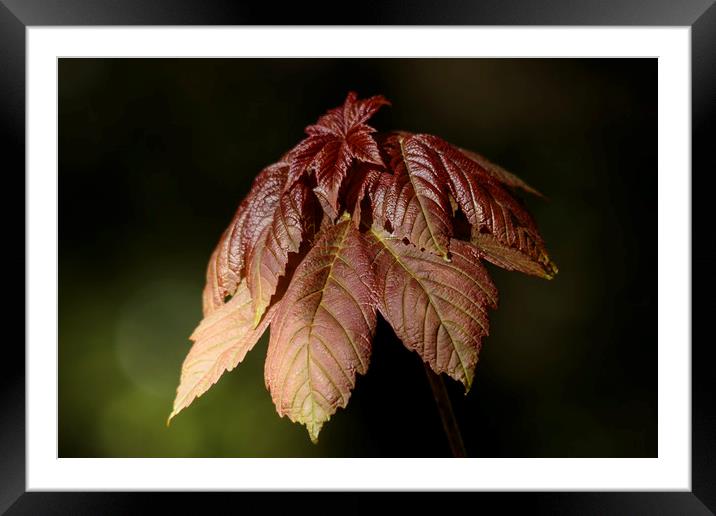 Red leaf Framed Mounted Print by Dianne 