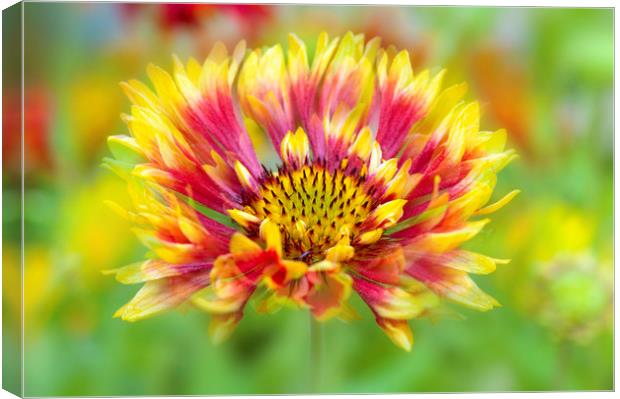 Red and Yellow Blanket Flower Canvas Print by Jacky Parker