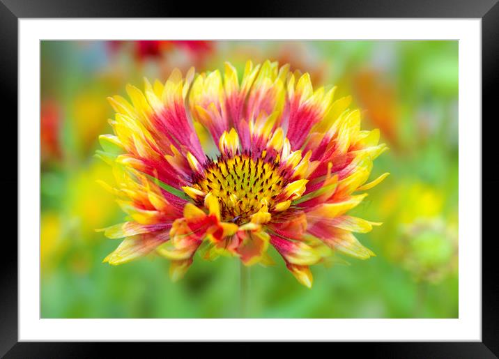 Red and Yellow Blanket Flower Framed Mounted Print by Jacky Parker