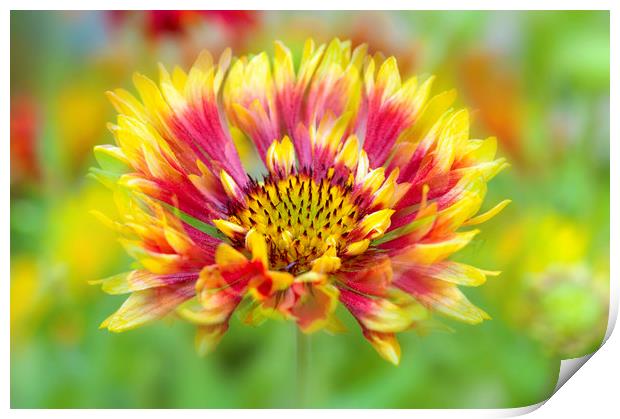 Red and Yellow Blanket Flower Print by Jacky Parker