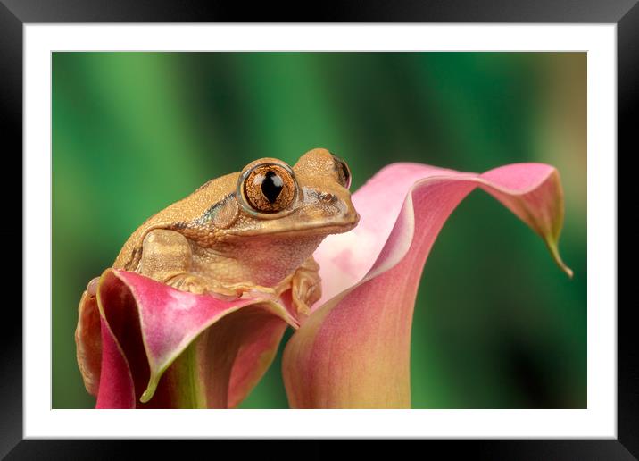 Frog on lily  Framed Mounted Print by Dianne 
