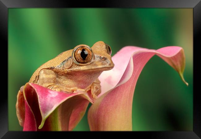 Frog on lily  Framed Print by Dianne 