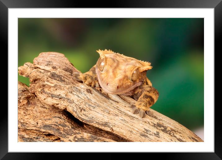 Lizard peeking over a piece of driftwood Framed Mounted Print by Dianne 