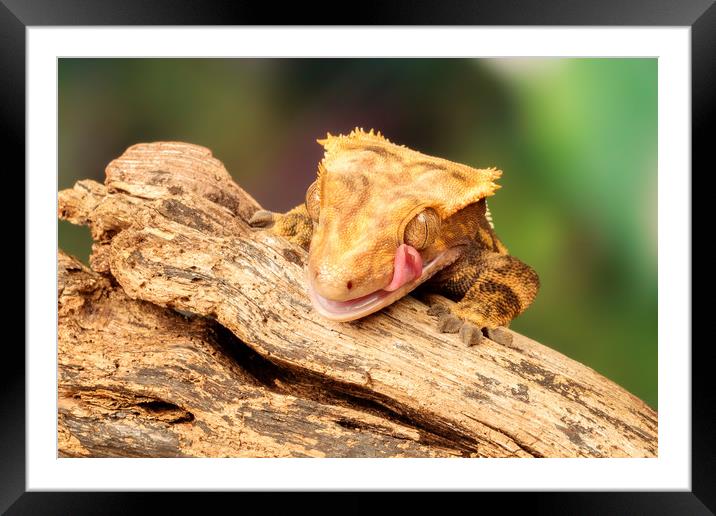 Golden Lizard licking his eye.  Framed Mounted Print by Dianne 