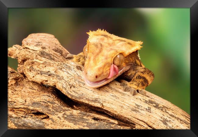 Golden Lizard licking his eye.  Framed Print by Dianne 