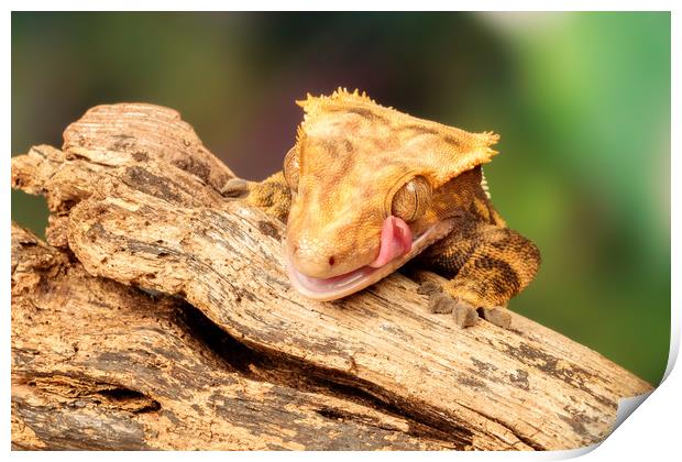 Golden Lizard licking his eye.  Print by Dianne 