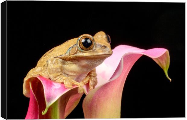 Cute little frog on a pink Lily flower Canvas Print by Dianne 