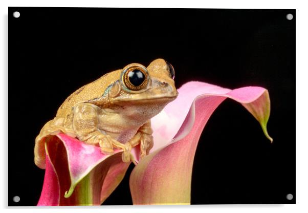 Cute little frog on a pink Lily flower Acrylic by Dianne 