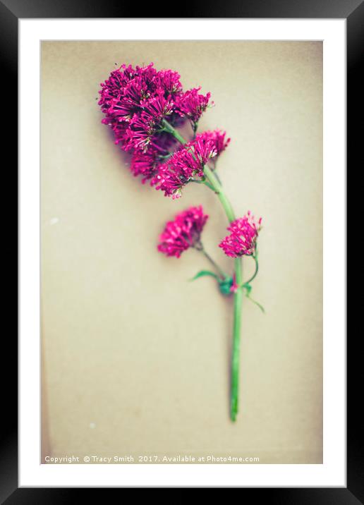 Pink wild flower Framed Mounted Print by Tracy Smith