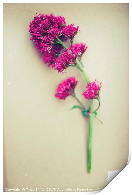 Pink wild flower Print by Tracy Smith