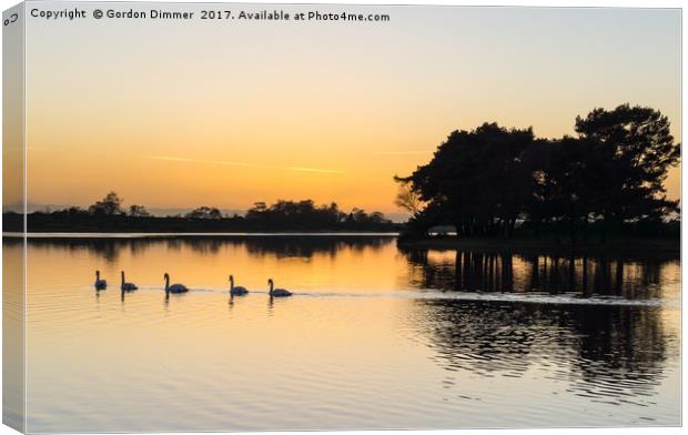 Swans in convoy on hatchet pond Canvas Print by Gordon Dimmer