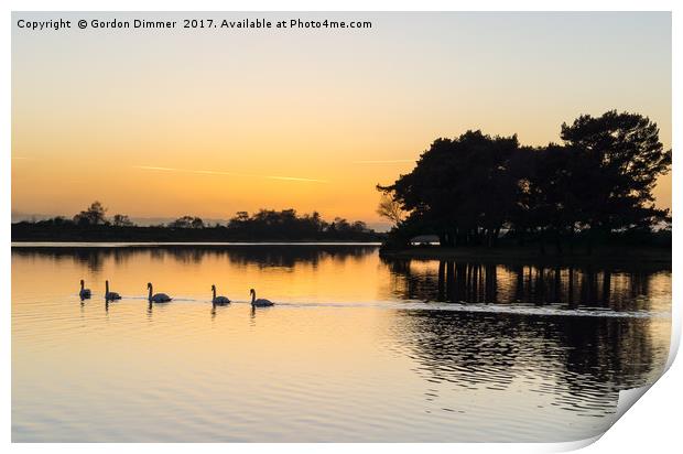 Swans in convoy on hatchet pond Print by Gordon Dimmer