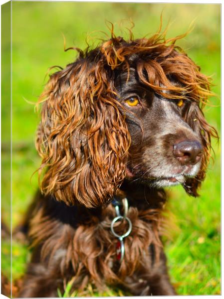 Concentration: Working Cocker Spaniel -South Downs Canvas Print by Sebastien Greber