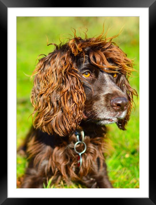 Concentration: Working Cocker Spaniel -South Downs Framed Mounted Print by Sebastien Greber